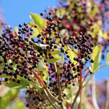 „NASZ” ZIELNIK, cz. 1 – CZARNY BEZ