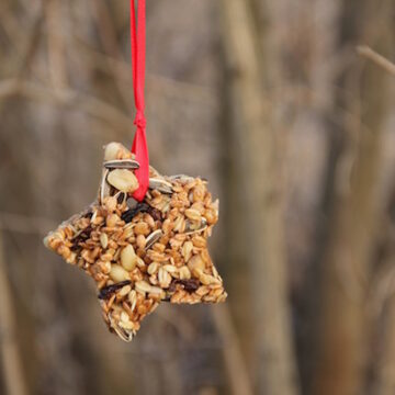 ZAWIESZKI I KULE TŁUSZCZOWE – zrób sam smakołyki dla ptaków