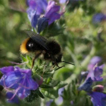 Zwierzęta, owady i przyroda w obiektywie