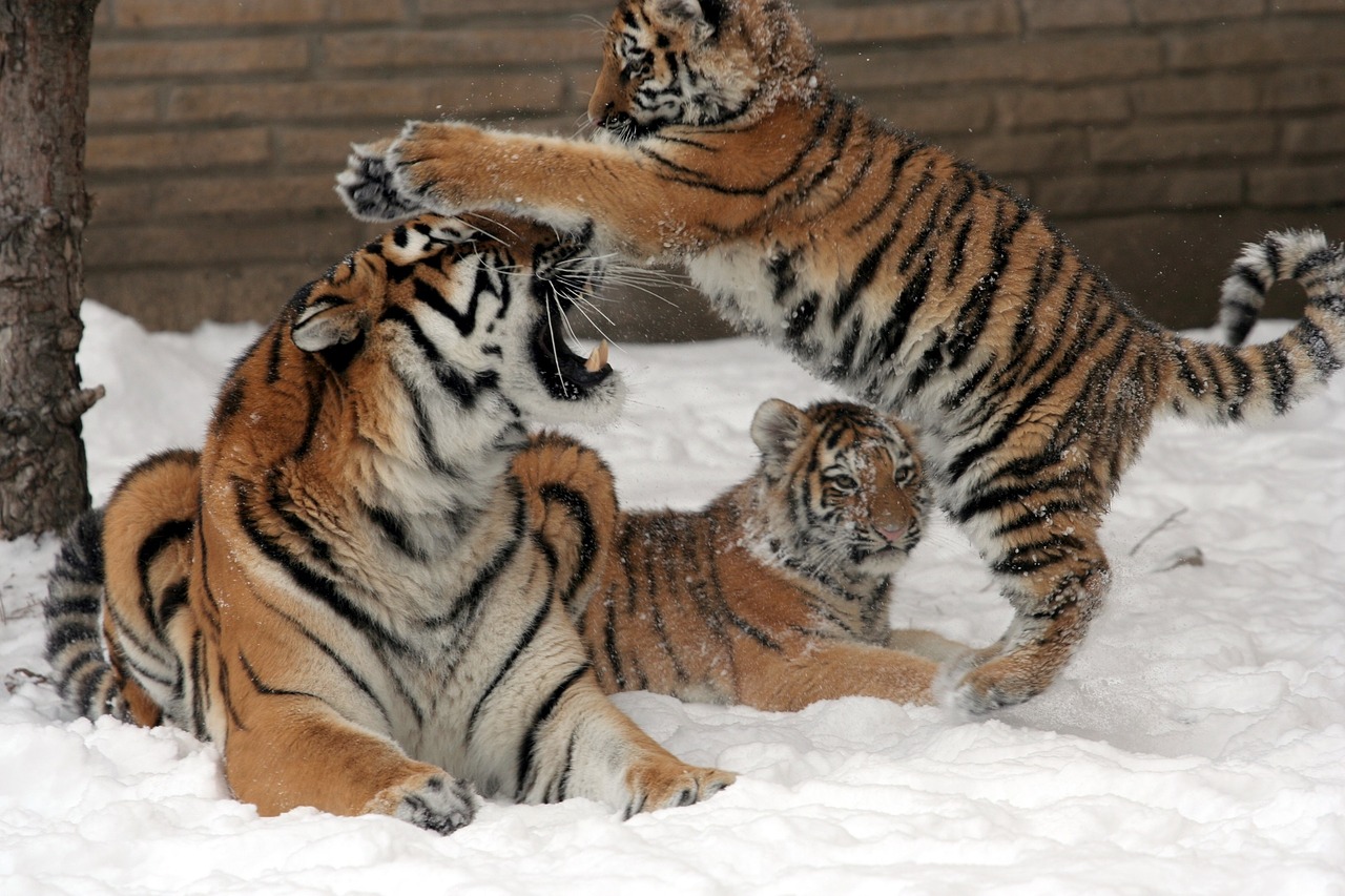 Bawiące się tygrysy
