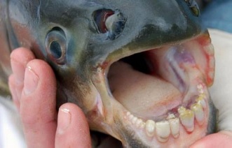 ryba z ludzkimi zębami