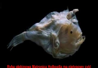 Matronica holboella
